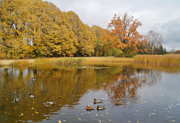 Beautiful autumn landscape - the autumn pond
