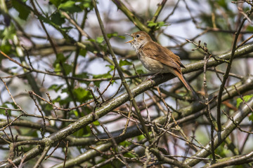 Dorngrasmücke (Sylvia communis)