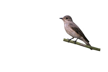 Spotted flycatcher, Muscicapa striata