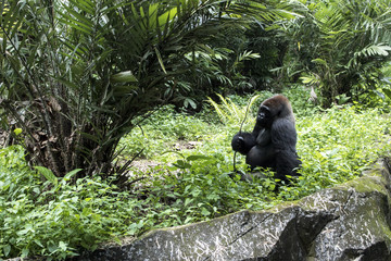 lonely big gorilla