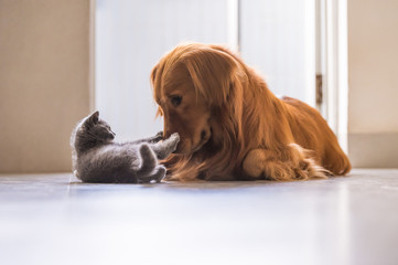 Golden retrievers and British shorthair