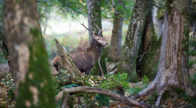 Young red deer roaming through in forest
