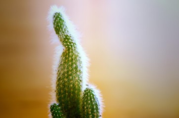the green Cactus tree and blurred backgrounds