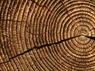Fototapety   wood logs texture background of aged annual rings