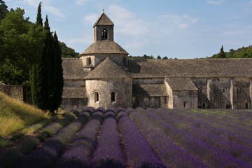 Senanque Abbey and lavender field
