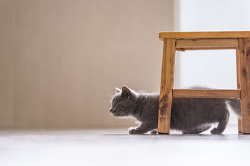 British shorthair kitten in play