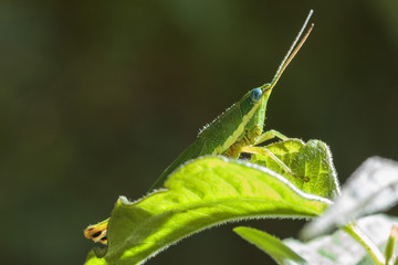 grasshopper