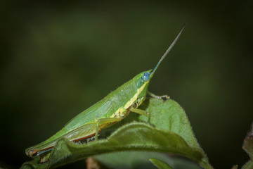 grasshopper