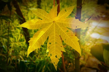 the castor leaf and blurred backgrounds