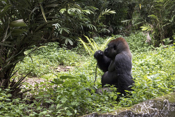 lonely big gorilla