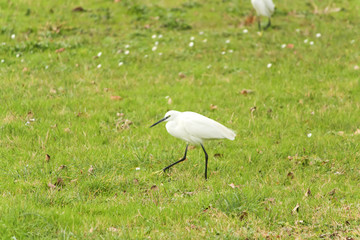 Egret (casmerodius albus)