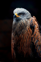 Rapace