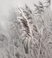 Winter Impressionen - Reed mit Raureif und Eiskristallen - 125465732