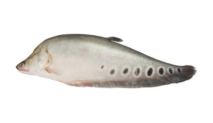 Spotted knifefish or chitala ornata isolated on white background