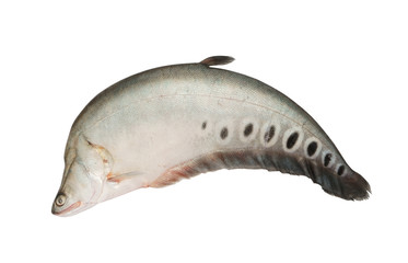 Spotted knifefish or chitala ornata isolated on white background