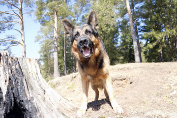 Dog german shepherd in the forest