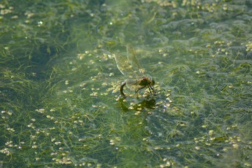 Libellule sur l'eau