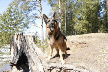 Dog german shepherd in the forest