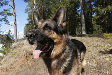 Dog german shepherd in the forest
