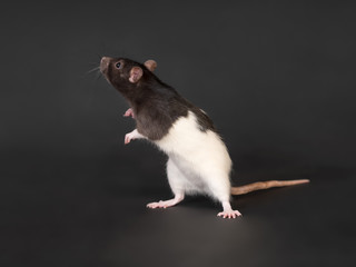 curios domestic rat