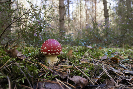 Amanita mushroom growing the woods