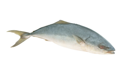 Yellowtail amberjack fish isolated on white background