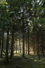 Obraz premium Sunlight in the woods of Boeslunde