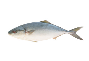 Yellowtail amberjack fish isolated on white background