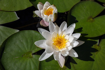 The white lotus flower on green leaf background