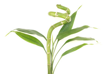 Bamboo with leaves on white background 