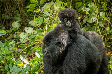 Baby Mountain gorilla sitting on his mother.