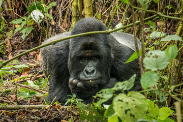 Silverback Mountain gorilla laying in the leaves.
