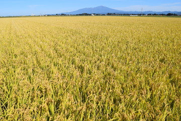 収穫前の稲穂