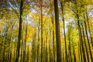 Fototapeta na wymiar Beech forest in autumn.