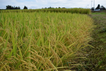 収穫前の稲穂