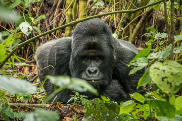 Silverback Mountain gorilla laying in the leaves. © simoneemanphoto