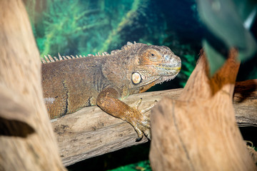 green iguana sits on a tree branch