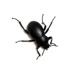 black beetle on white