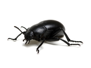 black beetle on white