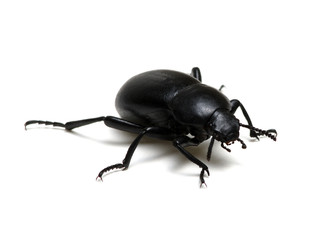 black beetle on white