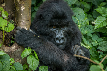 Mountain gorilla sitting in the leaves.