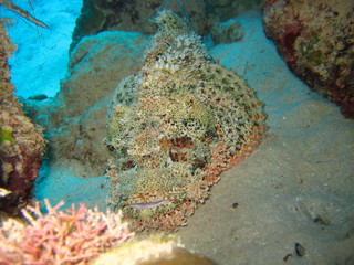 Drachenkopf / Skorpionfisch