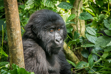 Mountain gorilla sitting in the leaves.