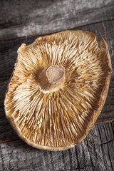Single dried shiitake mushroom