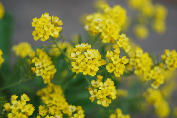 bunch, yellow flowers, natural summer background, blurred image, selective focus