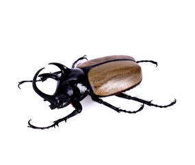 Hercules beetle, Unicorn beetle, Horn beetle on white background