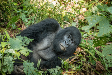 Silverback Mountain gorilla laying in the leaves.
