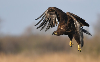 White tailed Eagle (Haliaeetus albicilla)