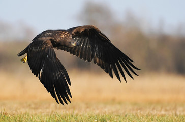 White tailed Eagle (Haliaeetus albicilla)