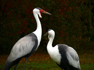 Oiseau échassier
